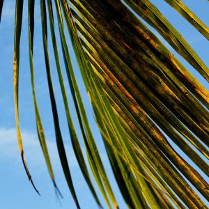 palms swiv flickr